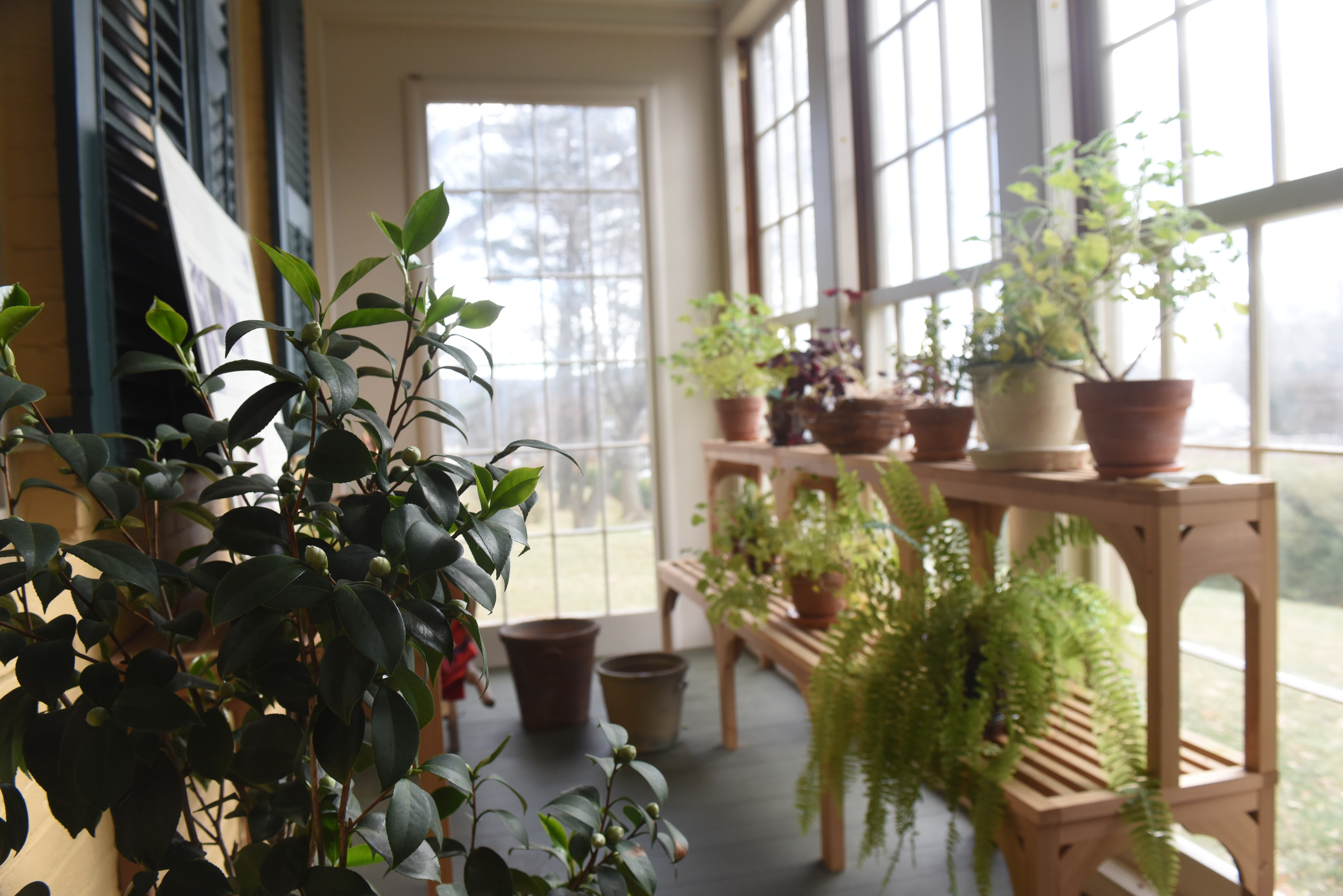 The conservatory in the Dickinson Homestead, with plants in a sunny window