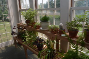 Plants growing in Emily Dickinson's Conservatory today