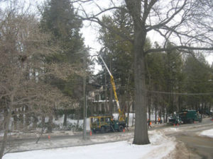 The overgrown hemlocks are taken down in short sections for safety along the public way and to protect the interior landscape. 