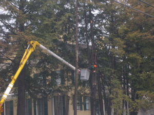As the hemlocks are removed one at a time, the facades of the Homestead and The Evergreens are slowly revealed.