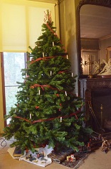 A Christmas tree in the Evergreens