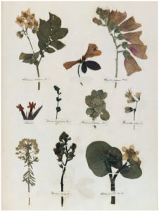 A Dickinson Herbarium containing a number of flowers