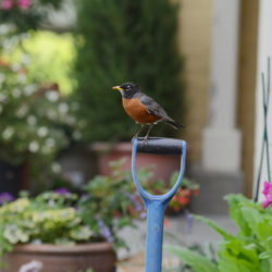 a robin sits on a blue shovel surrounded by flower pots
