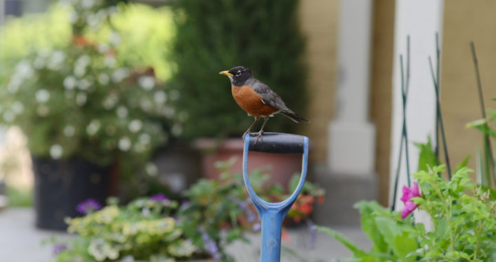 a robin sits on a blue shovel surrounded by flower pots