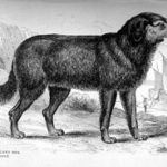 black and white illustration of a dog