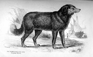 black and white illustration of a dog