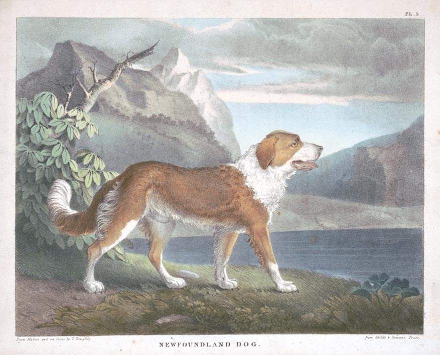 Illustration of a brown & white dog standing intrepidly on shore before a mountain lake. Labeled: “Newfoundland Dog.”