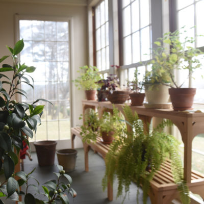 Conservatory filled with green plants in front of a big window
