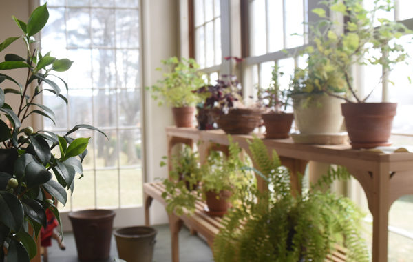 Conservatory filled with green plants in front of a big window