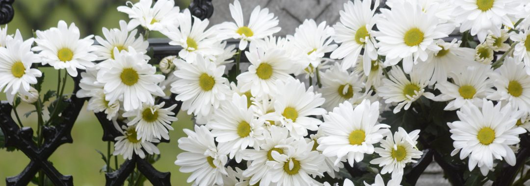 Photo of Daisies at Emily's tombstone