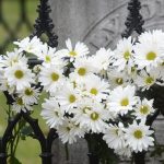 Photo of Daisies at Emily's tombstone