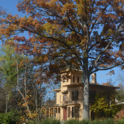 The Evergreens house behind a huge tree in autumn