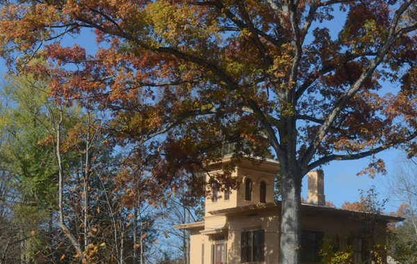 The Evergreens house behind a huge tree in autumn