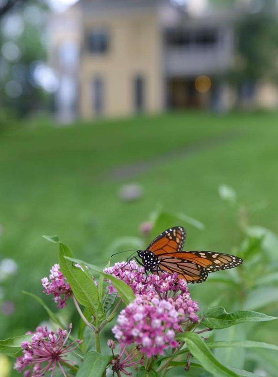 An orange monarch butterfly on a pink swamp milkweed in focus in front of a yellow house.