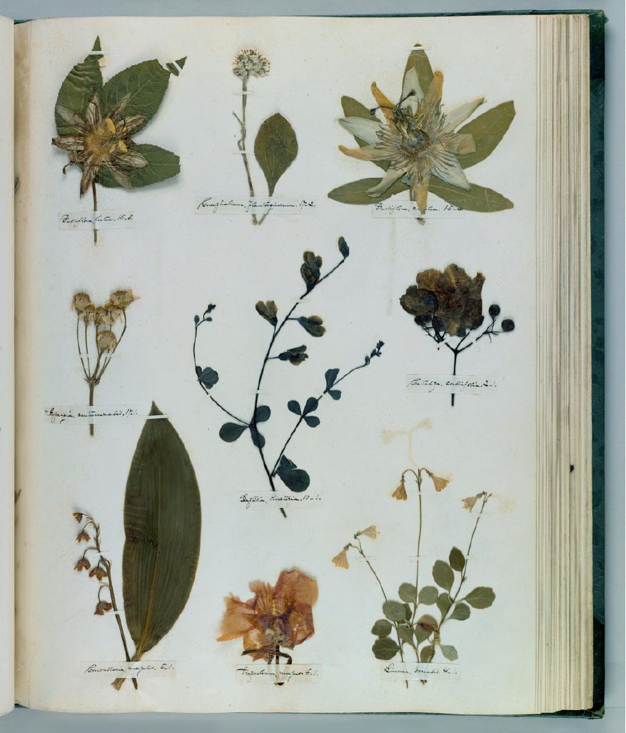 A green book open to a page of pasted pressed flowers, each labeled with its scientific names in miniscule script.