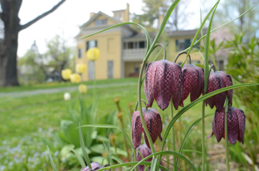 Dickinson homestead viewed from the garden, with flowers in the foreground