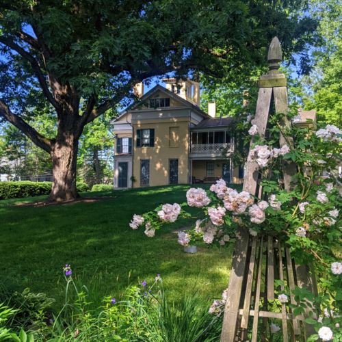 The Homestead garden. There are beautiful pink roses wrapping around a trellis. 