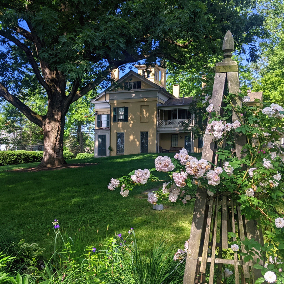 The Homestead garden. There are beautiful pink roses wrapping around a trellis.