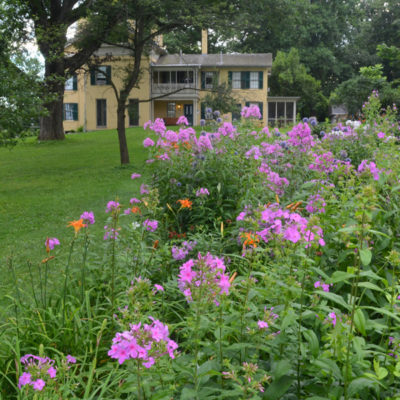 The homestead seen behind the garden full of pink flowers