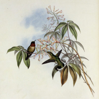 Period illustration of hummingbirds