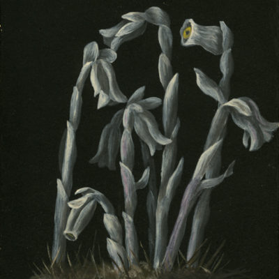 period illustration of flowers on a black background