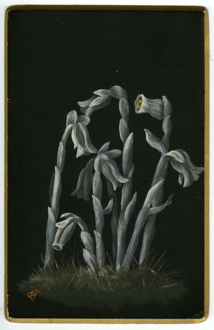 Cluster of six white ghost flowers ("Indian pipes") in a grassy bed. Painted over a black background with gold border.