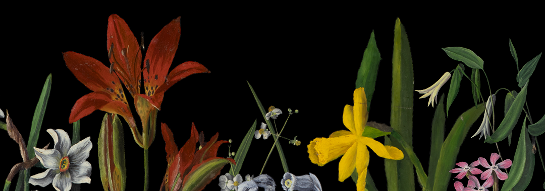 graphic for exhibition The Preferred Flower — paintings by Mabel Loomis Todd feauturing a variety of painted flowers from Todd's works