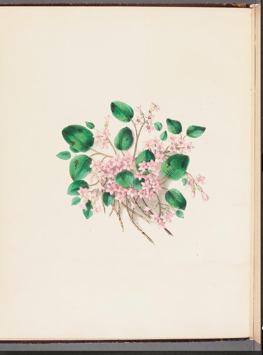 Illustration of a spreading plant with smooth green leaves and a mass of small, pink flowers with yellow centers.