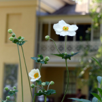 Two Anenomes grow in front of the Homestead