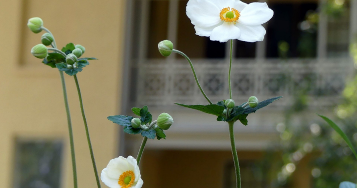 Two Anenomes grow in front of the Homestead