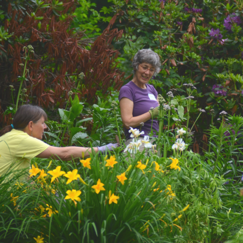 Marta Macdowell and a volunteer work in Dickinson's garden