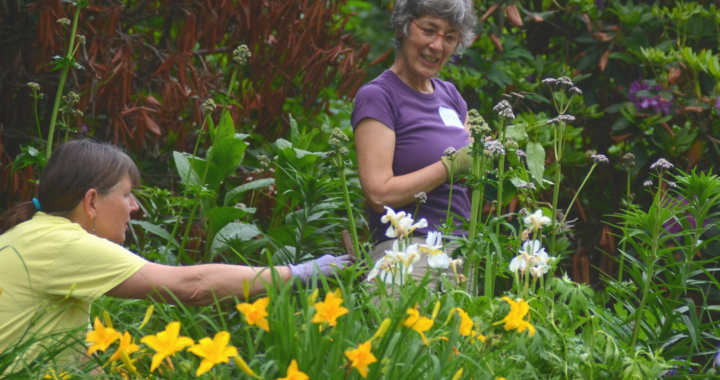 Marta Macdowell and a volunteer work in Dickinson's garden