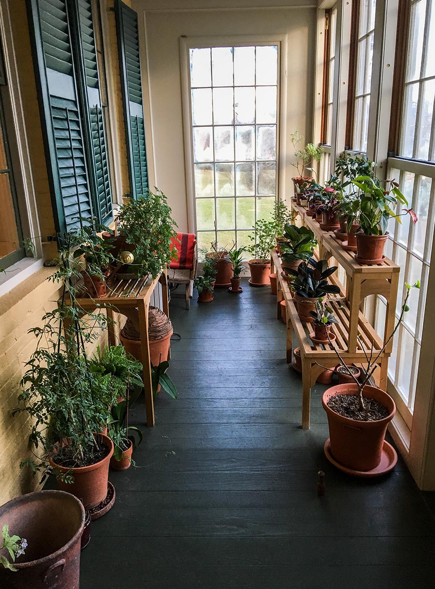 A narrow, window-lined conservatory with green floorboards. Potted plants are clustered on wooden shelves & the floor.