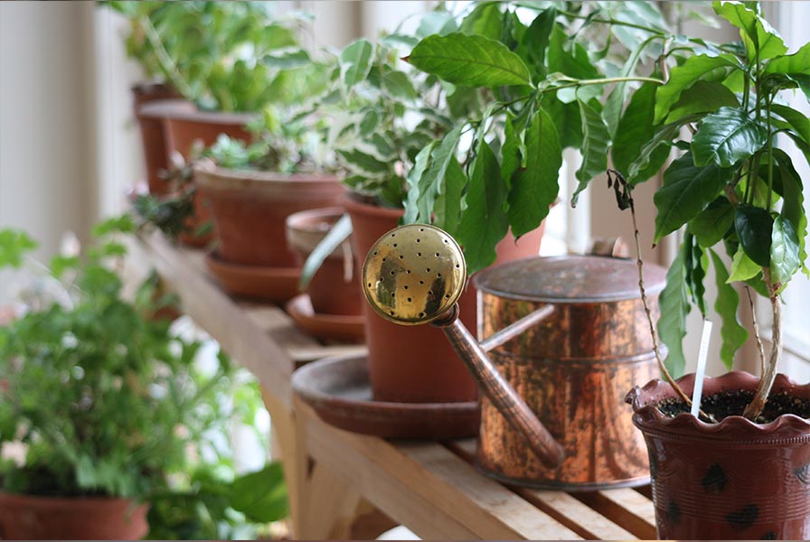 Two shelves of bright green leafy plants in terracotta pots. On the top shelf is a copper watering can with a long spout.