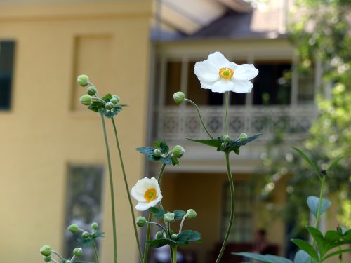 Anemone grows in the garden beside the Homestead