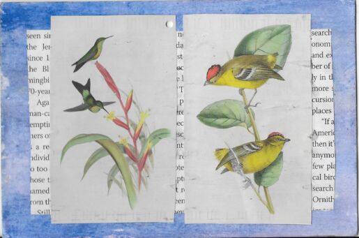 Postcard face featuring a collage of images of birds over text