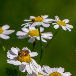 honeybees on white asters