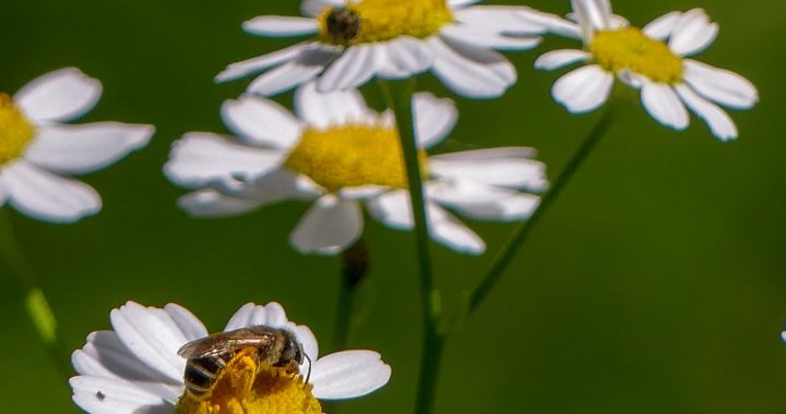 honeybees on white asters