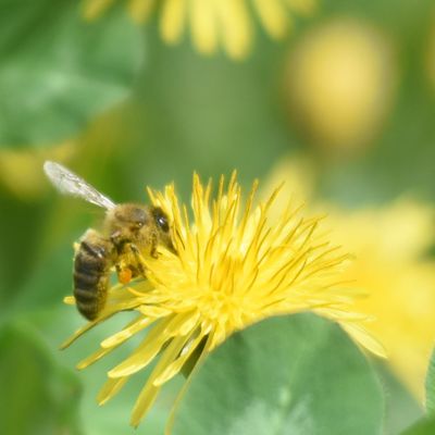 bee on flower